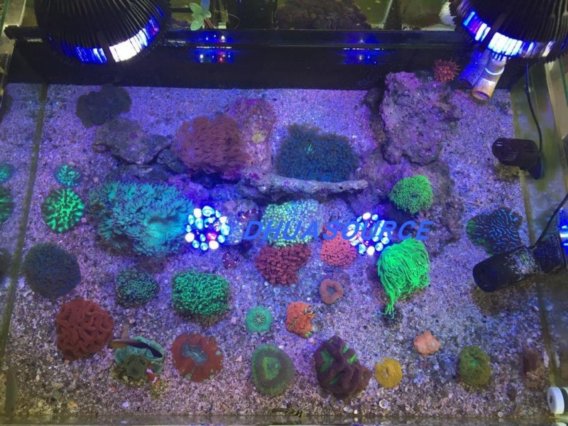 Full specturm LED Aquarium Ree – обзор и цена Marine Aquarium Led Lights
