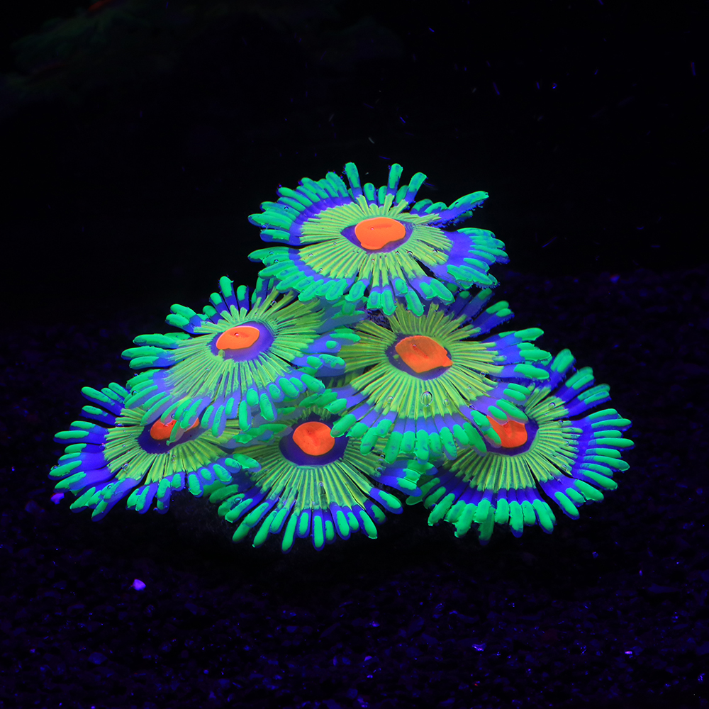 Silicone Simulated Sea Anemone – обзор и цена Aquarium Innovative Marine