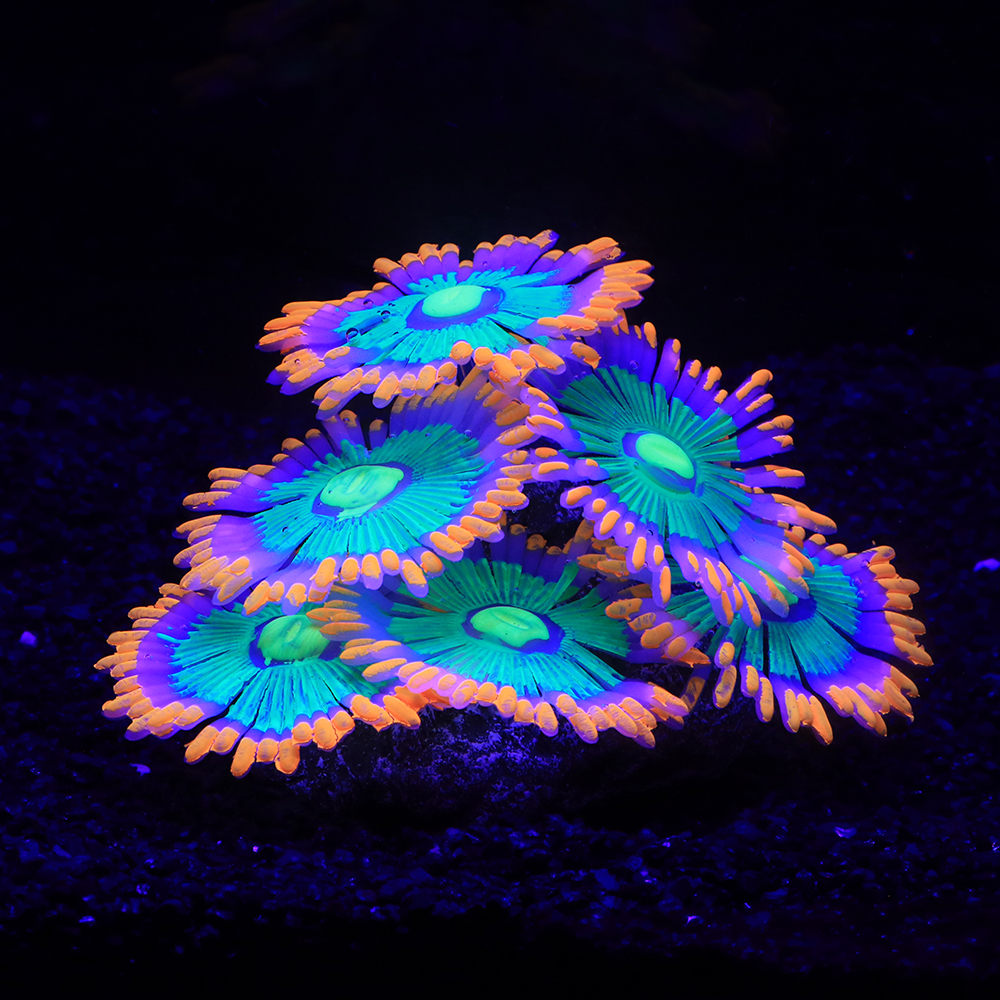 Silicone Simulated Sea Anemone – обзор и цена Aquarium Innovative Marine